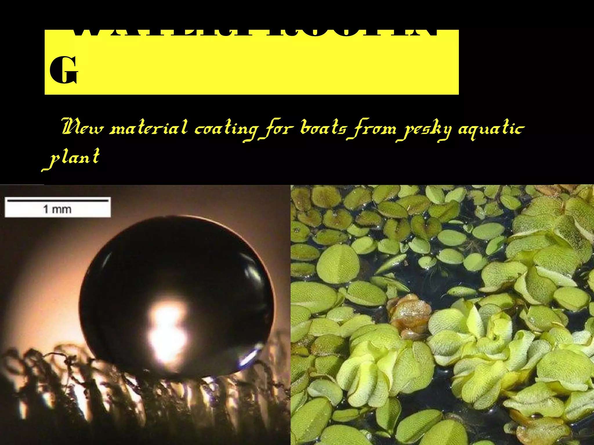 New material coating for boats from pesky aquatic
plant
WATERPROOFIN
G
 