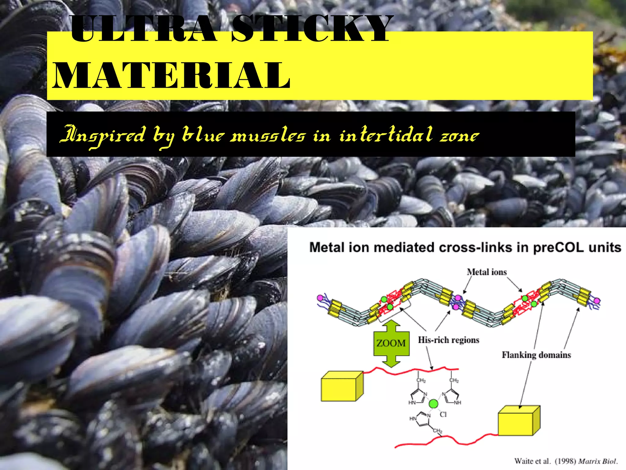 ULTRA STICKY
MATERIAL
Inspired by blue mussles in intertidal zone
 