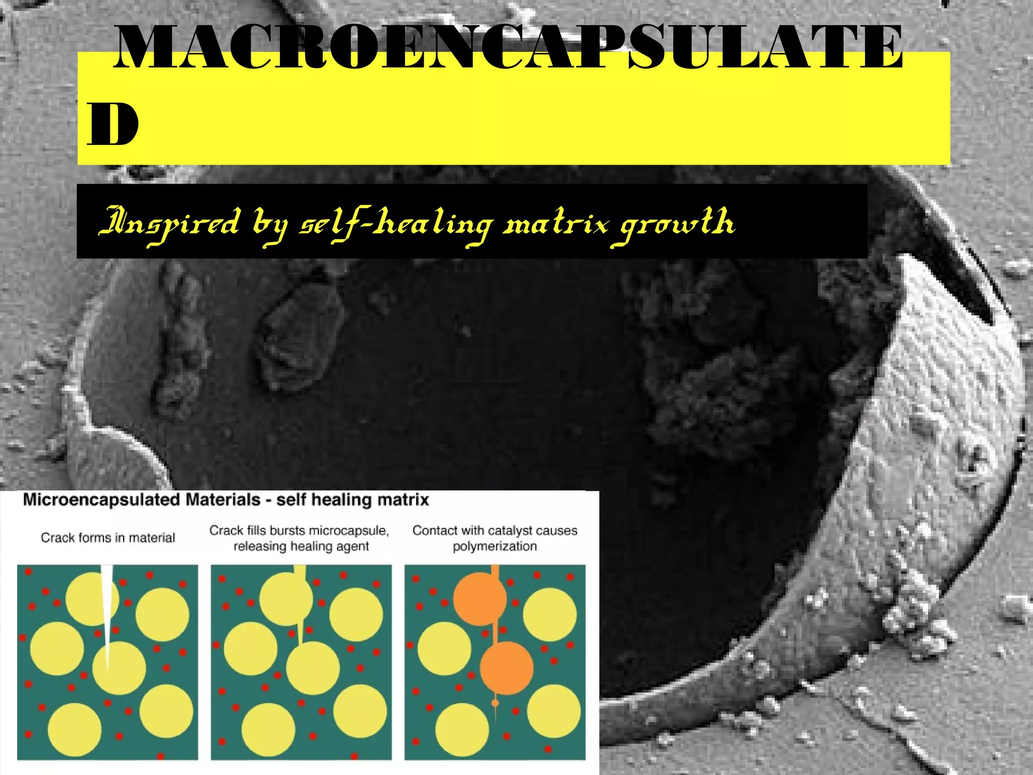 MACROENCAPSULATE
D
Inspired by self-healing matrix growth
 