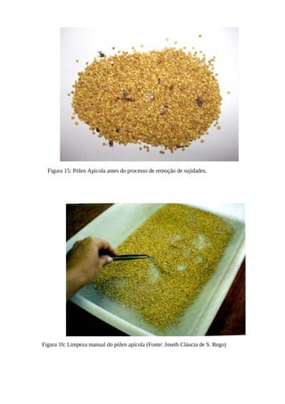 Figura 15: Pólen Apicola antes do processo de remoção de sujidades.
Figura 16: Limpeza manual do pólen apícola (Fonte: Joseth Cláucia de S. Rego)
 