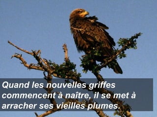 Quand les nouvelles griffes commencent à naître, il se met à arracher ses vieilles plumes. 