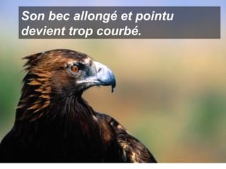 Son bec allongé et pointu devient trop courbé. 