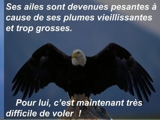 Ses ailes sont devenues pesantes à cause de ses plumes vieillissantes et trop grosses.  Pour lui, c’est maintenant très difficile de voler  ! 