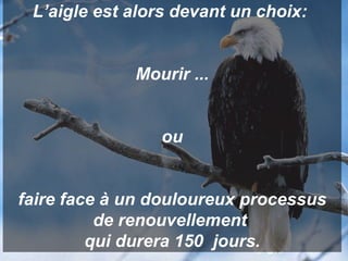 L’aigle est alors devant un choix:  Mourir ... ou faire face à un douloureux processus de renouvellement  qui durera 150  jours. 