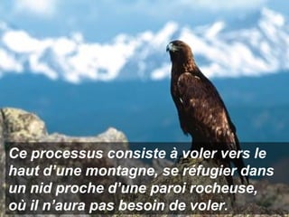 Ce processus consiste à voler vers le haut d’une montagne, se réfugier dans un nid proche d’une paroi rocheuse,  où il n’aura pas besoin de voler. 
