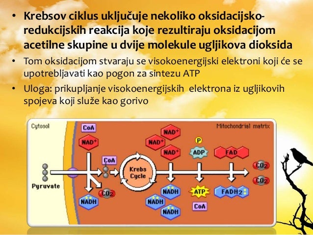 CIS-Discovery Kostenlos Downloden