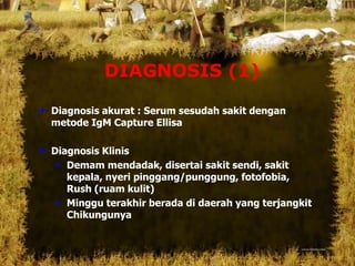DIAGNOSIS (1)
 Diagnosis akurat : Serum sesudah sakit dengan
metode IgM Capture Ellisa
 Diagnosis Klinis
 Demam mendadak, disertai sakit sendi, sakit
kepala, nyeri pinggang/punggung, fotofobia,
Rush (ruam kulit)
 Minggu terakhir berada di daerah yang terjangkit
Chikungunya
 