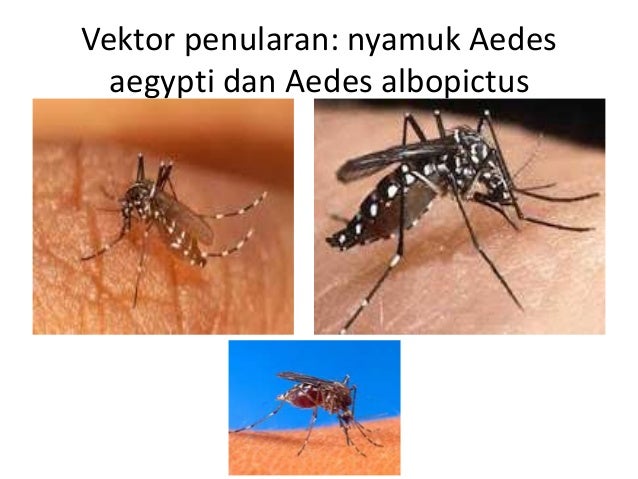 Cikungunya fever