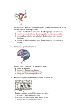 Pada gambar tersebut bagian yang ditunjukkan oleh huruf X dan Y,
berturut-turut berfungsi untuk….
A. tempat pembentukan sel telur dan tempat proses fertilisasi
B. tempat proses fertilisasi dan tempat berkembangnya embrio
C. menangkap sel telur yang keluar dari ovarium dan tempat
fertilisasi
D. tempat pembentukan sel telur dan tempat berkembangnya
embrio
13. Perhatikan gambar berikut!
bagian yang ditunjuk Y berperan sebagai....
A. pusat kesadaran
B. kontrol terhadap penciuman
C. pusat pengaturan detak jantung
D. pengatur keseimbangan tubuh
14. Perhatikan gambar penampang daun dibawah ini!
Bagian yang bertanda X berfungsi untuk… .
A. tempat terjadinya fotosintesis
B. tempat pengangkutan hasil fotosintesis
C. tempat keluar masuknya udara
X
Y
X
 