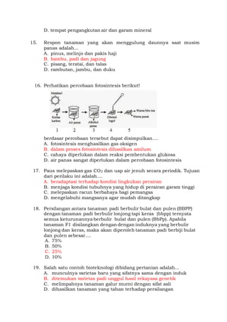 D. tempat pengangkutan air dan garam mineral
15. Respon tanaman yang akan menggulung daunnya saat musim
panas adalah...
A. pinus, melinjo dan pakis haji
B. bambu, padi dan jagung
C. pisang, teratai, dan talas
D. rambutan, jambu, dan duku
16. Perhatikan percobaan fotosintesis berikut!
berdasar percobaan tersebut dapat disimpulkan....
A. fotosintesis menghasilkan gas oksigen
B. dalam proses fotosintesis dihasilkan amilum
C. cahaya diperlukan dalam reaksi pembentukan glukosa
D. air panas sangat diperlukan dalam percobaan fotosintesis
17. Paus melepaskan gas CO2 dan uap air jenuh secara periodik. Tujuan
dari perilaku ini adalah....
A. beradaptasi terhadap kondisi lingkukan perairan
B. menjaga kondisi tubuhnya yang hidup di perairan garam tinggi
C. melepaskan racun berbahaya bagi pemangsa
D. mengelabuhi mangsanya agar mudah ditangkap
18. Persilangan antara tanaman padi berbulir bulat dan pulen (BBPP)
dengan tanaman padi berbulir lonjong tapi keras (bbpp) ternyata
semua keturunannya berbulir bulat dan pulen (BbPp). Apabila
tanaman F1 disilangkan dengan dengan induknya yang berbulir
lonjong dan keras, maka akan diperoleh tanaman padi berbiji bulat
dan pulen sebesar....
A. 75%
B. 50%
C. 25%
D. 10%
19. Salah satu contoh bioteknologi dibidang pertanian adalah...
A. munculnya varietas baru yang sifatnya sama dengan induk
B. ditemukan varietas padi unggul hasil rekayasa genetik
C. melimpahnya tanaman galur murni dengan sifat asli
D. dihasilkan tanaman yang tahan terhadap persilangan
 
