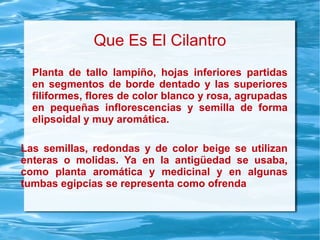 Que Es El Cilantro
Planta de tallo lampiño, hojas inferiores partidas
en segmentos de borde dentado y las superiores
filiformes, flores de color blanco y rosa, agrupadas
en pequeñas inflorescencias y semilla de forma
elipsoidal y muy aromática.
Las semillas, redondas y de color beige se utilizan
enteras o molidas. Ya en la antigüedad se usaba,
como planta aromática y medicinal y en algunas
tumbas egipcias se representa como ofrenda
 