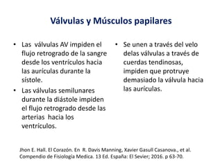 Válvulas y Músculos papilares
• Las válvulas AV impiden el
flujo retrogrado de la sangre
desde los ventrículos hacia
las aurículas durante la
sístole.
• Las válvulas semilunares
durante la diástole impiden
el flujo retrogrado desde las
arterias hacia los
ventrículos.
• Se unen a través del velo
delas válvulas a través de
cuerdas tendinosas,
impiden que protruye
demasiado la válvula hacia
las aurículas.
Jhon E. Hall. El Corazón. En R. Davis Manning, Xavier Gasull Casanova., et al.
Compendio de Fisiología Medica. 13 Ed. España: El Sevier; 2016. p 63-70.
 