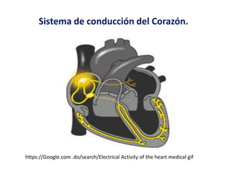 Sistema de conducción del Corazón.
https://Google.com .do/search/Electrical Activity of the heart medical gif
 