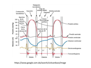 https://www.google.com.do/search/ciclicardiaco/image
 