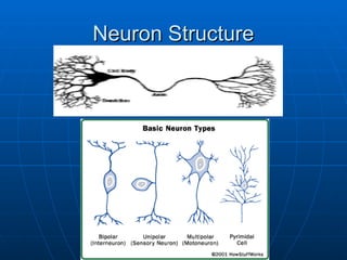 Neuron Structure
Neuron Structure
 