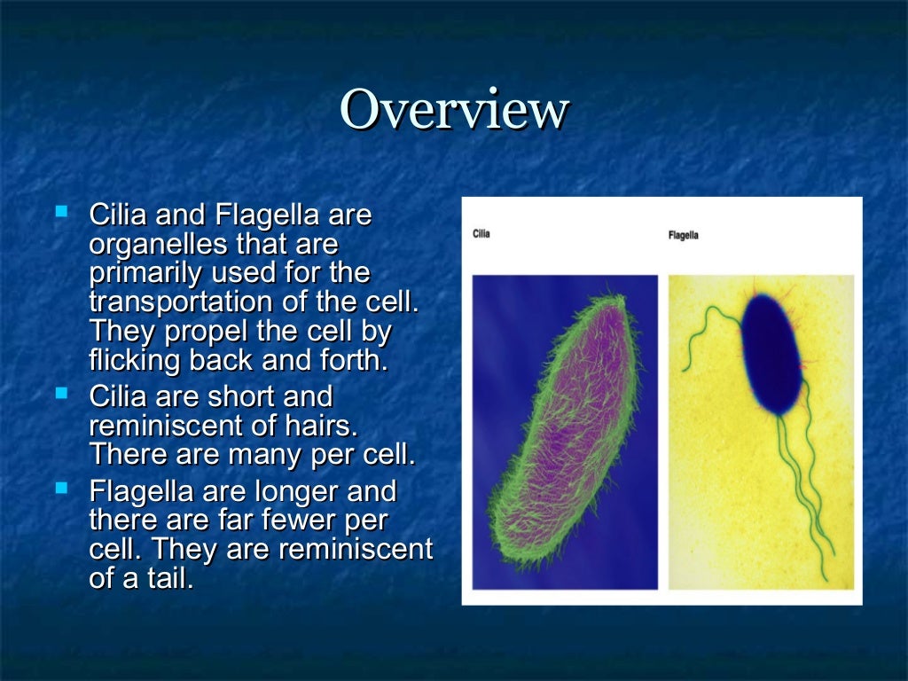 Cilia and flagella