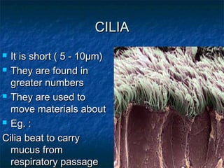 Cilia and flagella | PPT