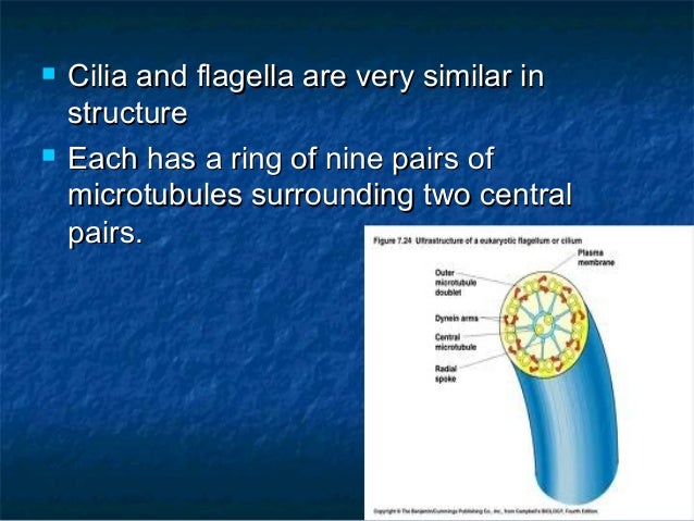 Flagella and cilia ppt to pdf