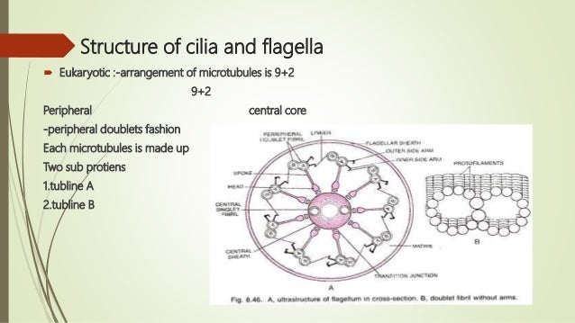 Flagella and cilia ppt to pdf