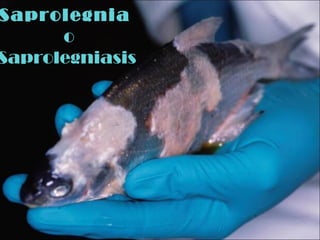 Saprolegnia
      o
Saprolegniasis
 