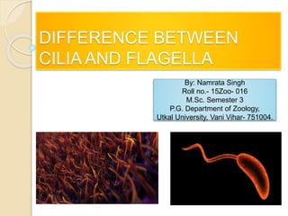DIFFERENCE BETWEEN
CILIA AND FLAGELLA
By: Namrata Singh
Roll no.- 15Zoo- 016
M.Sc. Semester 3
P.G. Department of Zoology,
Utkal University, Vani Vihar- 751004.
 