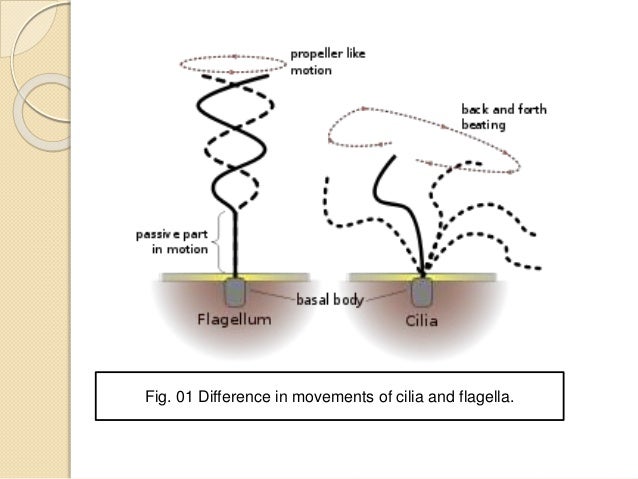Cilia Flagella
