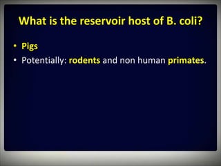 What is the reservoir host of B. coli?
• Pigs
• Potentially: rodents and non human primates.
 