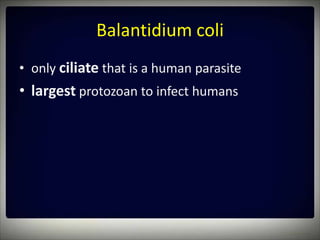 Ciliated Protozoa Ciliated Protozoa
