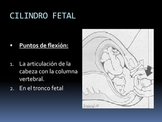 CILINDRO FETAL


   Puntos de flexión:

1. La articulación de la
   cabeza con la columna
   vertebral.
2. En el tronco fetal
 