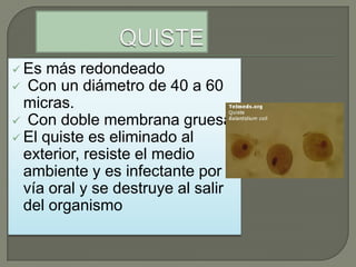  Es más redondeado
 Con un diámetro de 40 a 60
  micras.
 Con doble membrana gruesa.
 El quiste es eliminado al
  exterior, resiste el medio
  ambiente y es infectante por
  vía oral y se destruye al salir
  del organismo
 
