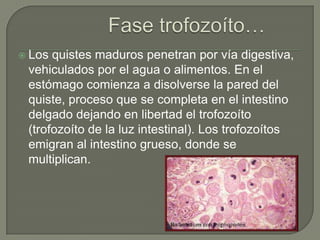  Los quistes maduros penetran por vía digestiva,
 vehiculados por el agua o alimentos. En el
 estómago comienza a disolverse la pared del
 quiste, proceso que se completa en el intestino
 delgado dejando en libertad el trofozoíto
 (trofozoíto de la luz intestinal). Los trofozoítos
 emigran al intestino grueso, donde se
 multiplican.
 