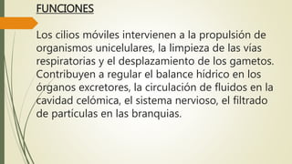 FUNCIONES
Los cilios móviles intervienen a la propulsión de
organismos unicelulares, la limpieza de las vías
respiratorias y el desplazamiento de los gametos.
Contribuyen a regular el balance hídrico en los
órganos excretores, la circulación de fluidos en la
cavidad celómica, el sistema nervioso, el filtrado
de partículas en las branquias.