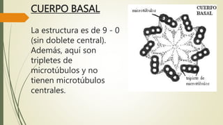 CUERPO BASAL
La estructura es de 9 - 0
(sin doblete central).
Además, aquí son
tripletes de
microtúbulos y no
tienen microtúbulos
centrales.
