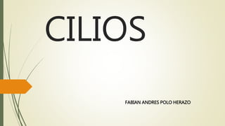 CILIOS
FABIAN ANDRES POLO HERAZO
 