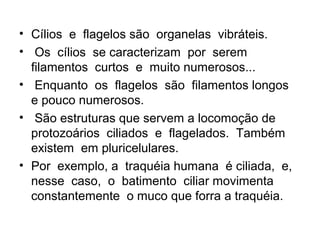 • Cílios e flagelos são organelas vibráteis.
• Os cílios se caracterizam por serem
filamentos curtos e muito numerosos...
• Enquanto os flagelos são filamentos longos
e pouco numerosos.
• São estruturas que servem a locomoção de
protozoários ciliados e flagelados. Também
existem em pluricelulares.
• Por exemplo, a traquéia humana é ciliada, e,
nesse caso, o batimento ciliar movimenta
constantemente o muco que forra a traquéia.

 