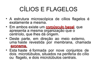 CÍLIOS E FLAGELOS
• A estrutura microscópica de cílios flagelos é
exatamente a mesma.
• Em ambos existe um corpúsculo basal, que
basal
apresenta a mesma organização que o
centríolo, que lhes dá origem.
• Deste parte, em direção ao meio externo,
uma haste revestida por membrana, chamada
axonema.
• Esta haste é formada por nove conjuntos de
dois microtúbulos, situados na periferia do cílio
ou flagelo, e dois microtúbulos centrais.

 