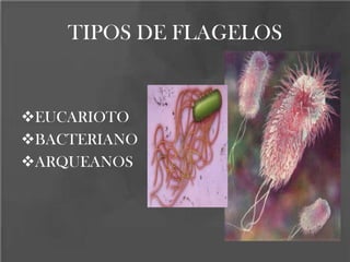 TIPOS DE FLAGELOS
EUCARIOTO
BACTERIANO
ARQUEANOS