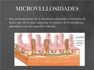 MICROVELLOSIDADES
• Son prolongaciones de la membrana plasmática con forma de
dedo, que sirven para aumentar el contacto de la membrana
plasmática con una superficie interna.