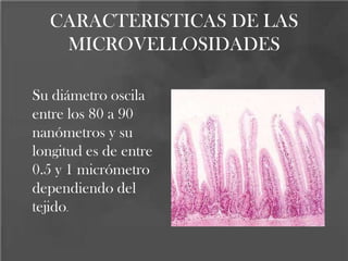CARACTERISTICAS DE LAS
MICROVELLOSIDADES
Su diámetro oscila
entre los 80 a 90
nanómetros y su
longitud es de entre
0.5 y 1 micrómetro
dependiendo del
tejido.