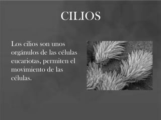 CILIOS
Los cilios son unos
orgánulos de las células
eucariotas, permiten el
movimiento de las
células.