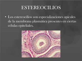 ESTEREOCILIOS
• Los estereocilios son especializaciones apicales
de la membrana plasmática presentes en ciertas
células epiteliales.