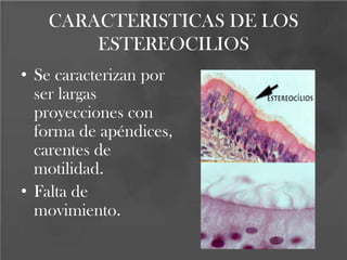 CARACTERISTICAS DE LOS
ESTEREOCILIOS
• Se caracterizan por
ser largas
proyecciones con
forma de apéndices,
carentes de
motilidad.
• Falta de
movimiento.
