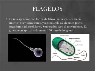 FLAGELOS
• Es una apéndice con forma de látigo que se encuentra en
muchos microorganismos y algunas células de unos pocos
organismos pluricelulares. Son usados para el movimiento. Es
grueso con aproximadamente 150 mm de longitud.