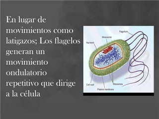 En lugar de
movimientos como
latigazos; Los flagelos
generan un
movimiento
ondulatorio
repetitivo que dirige
a la célula