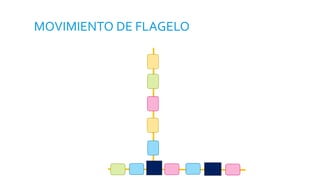 MOVIMIENTO DE FLAGELO
 