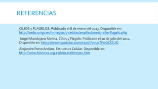 REFERENCIAS
 CILIOS y FLAGELOS. Publicado el 8 de enero del 2013. Disponible en:
http://webs.uvigo.es/mmegias/5-celulas/ampliaciones/7-cilio-flagelo.php
 Angel Mandujano Molina. Cilios y Flagelo. Publicado el 10 de julio del 2014.
Disponible en: https://www.youtube.com/watch?v=ueTFwGCfZUQ
 Alejandro Porto Andion. Estructura Celular. Disponible en:
http://www.bionova.org.es/biocast/tema11.htm
 
