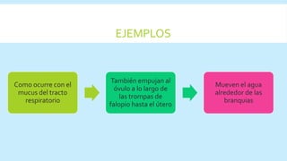Como ocurre con el
mucus del tracto
respiratorio
También empujan al
óvulo a lo largo de
las trompas de
falopio hasta el útero
Mueven el agua
alrededor de las
branquias
EJEMPLOS
 