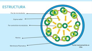 ESTRUCTURA
Par de microtubulos
Espina radial
Par central de microtubulos
Nexina
Membrana Plasmatica Corte transversal de un
Cilio
 