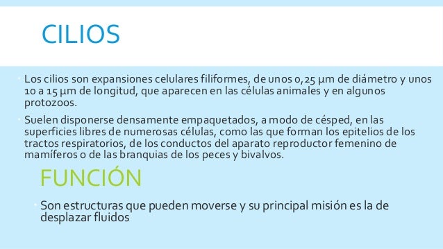 Cilios y flagelo
