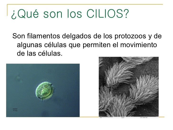 Cilios y flagelos